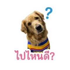 Dobby_20260504163617