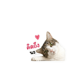 Tan_knw_20260504164439