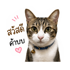 Hongtae_Sadejlaew1