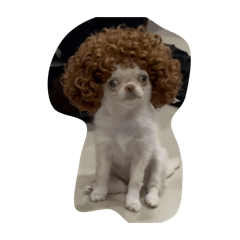 Cartier meme
