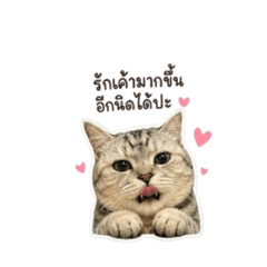 Catty_20260504170009
