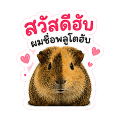 Guinea pig Lover_20260504170911