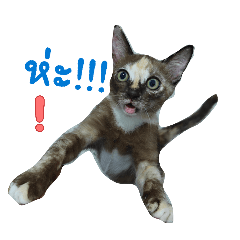 MONMOJI_20260504172507