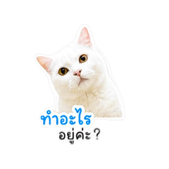 Aomsin Cat