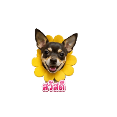 Nok ko_20260504172420