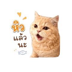 eve_20260504172755