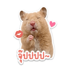 ttoey_20260504172833