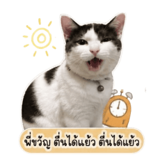 Tachchai_20260504173231