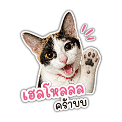 Calico Cutie