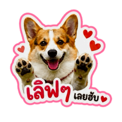Pembroke Welsh Corgi-001