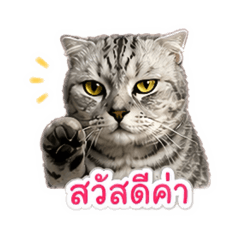 Youngterm_20260504174442