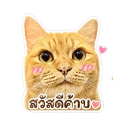 Chanom_20260504180337