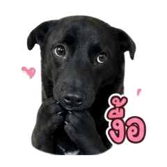 shiloh black dog 1