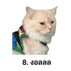 Nong Baibun_20260504182651