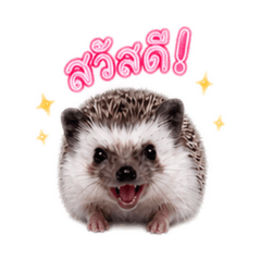 Neo The Hedgehog Studio_20260504182206