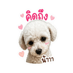phat shop_20260504183239