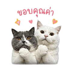 Moo som_20260504183616