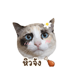 Mo_20260504183518