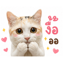piploy_20260504190223