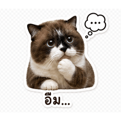 Catpuffy