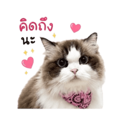 Meaw mesa