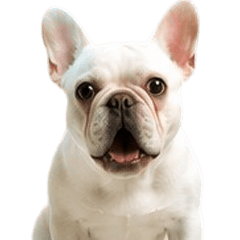 MeeBoon Happy and having fun dog V.3
