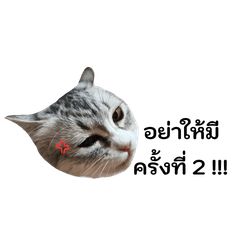 Meow Narakk