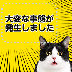 リアルな黒白猫で挨拶しよっ！２
