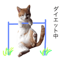former stray cat myasuke 2