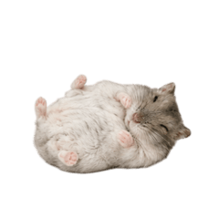 Sola the Hamster