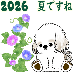 Moving Shih tzu 2026 (Summer)