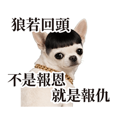 Chihuahua 8+9 / Gangster