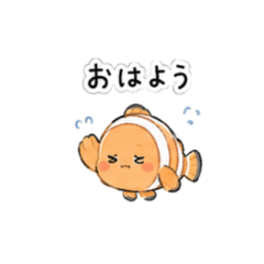 Fluffy Clownfish Daily Life