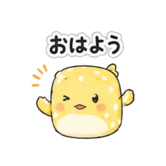 Fluffy Boxfish Daily Life
