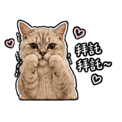 I'm Hanji Meow Meow