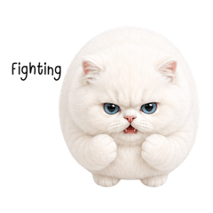 Mochi White Cat English
