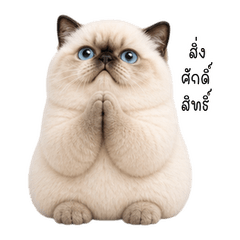 Bossy Blue-Eyed Cream Cat