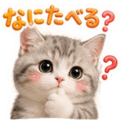 ふわふわ猫ちゃん♡毎日つかえるスタンプ