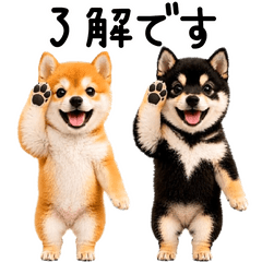 Mameshiba wandaful