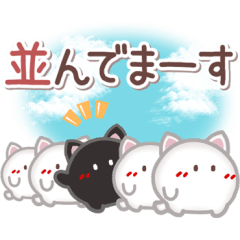 very useful black and white cat