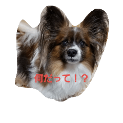 lunakundesu.