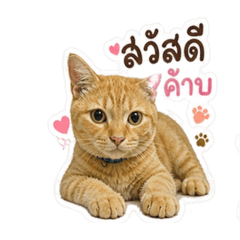 ทูน่าฮับ