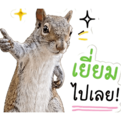 Chic squirrel