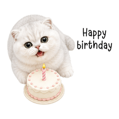 Mimi Top Down White Kitten EN
