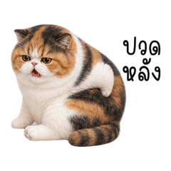 Mimi Calico Backache TH