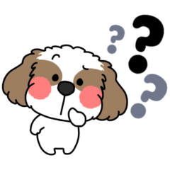 pretty pretty Shih Tzu