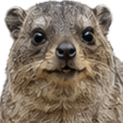 Cape Hyrax Everyday
