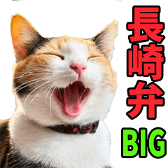 A large cat from Nagasaki