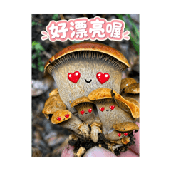 Happy Mushroom Friends Set 1