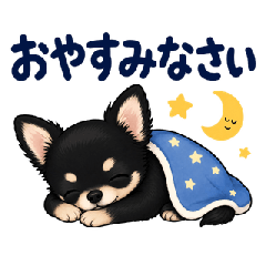 Cute Black Chihuahua Everyday Stickers